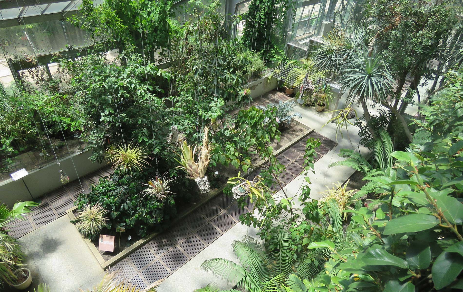 8-madrid_jardin-botanico Sitios para visitar en Madrid con niños. 8º Real Jardín Botánico.